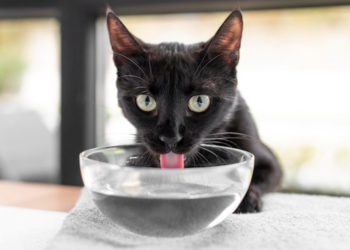 5 Manfaat Air Garam untuk Kucing yang Wajib Kamu Tahu!