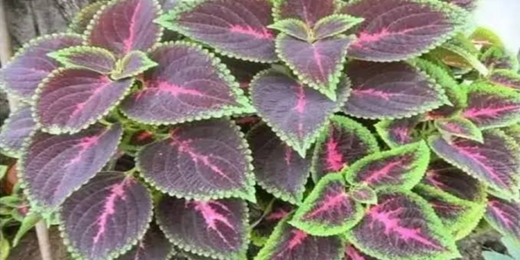 Berikut Adalah Manfaat Daun Miana Untuk Kesehatan, Membantu Penanganan Asma!